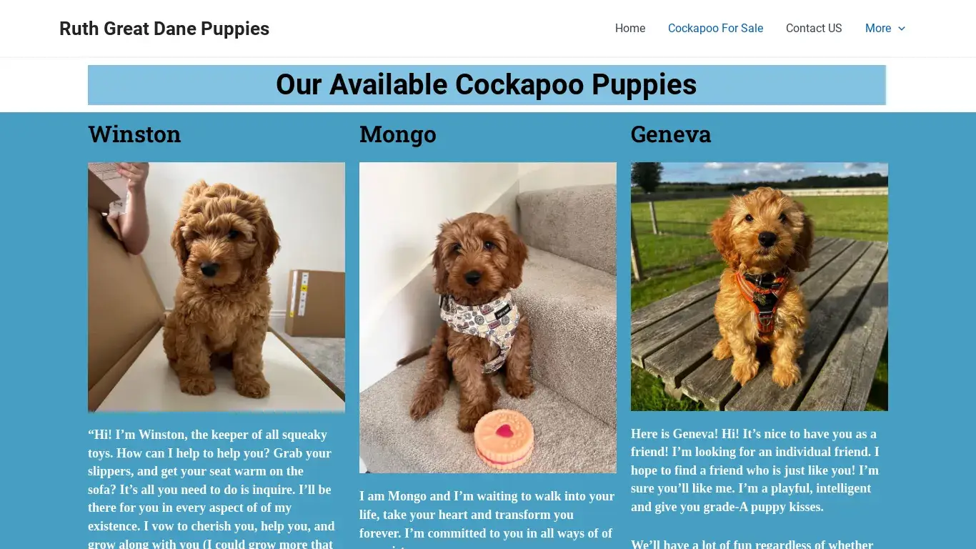 is Cockapoo For Sale - Ruth Great Dane Puppies legit? screenshot
