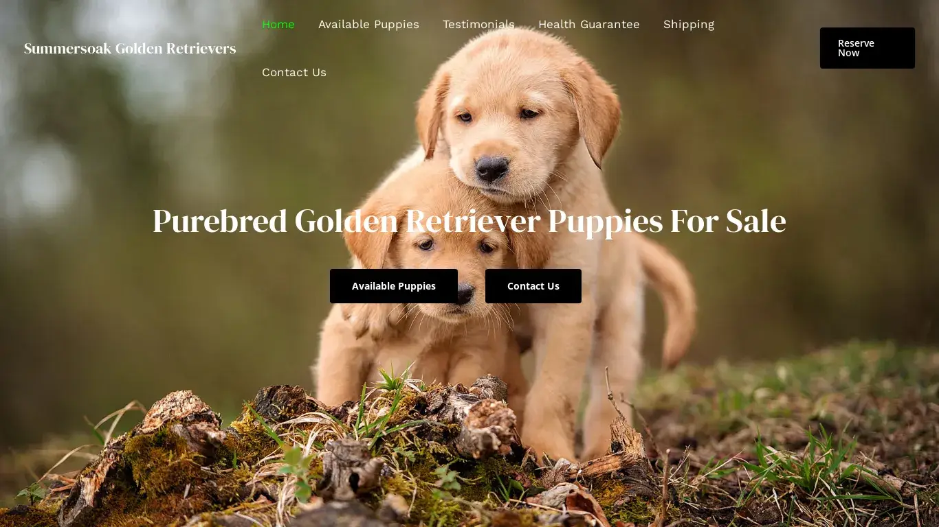 is Summersoak Golden Retrievers – Purebred Golden Retriever Puppies For Sale legit? screenshot