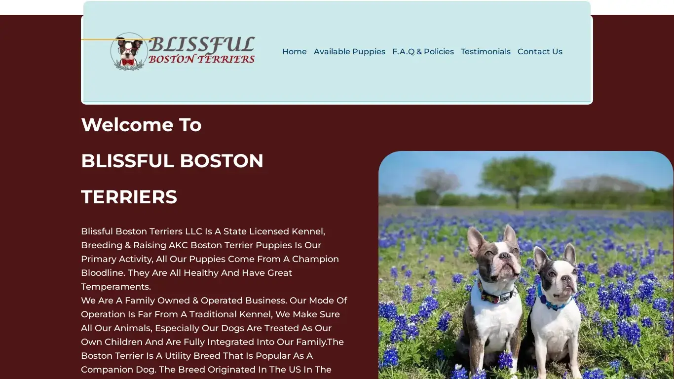 is Blissful Boston Terriers – Registered Boston Terrier Puppies legit? screenshot