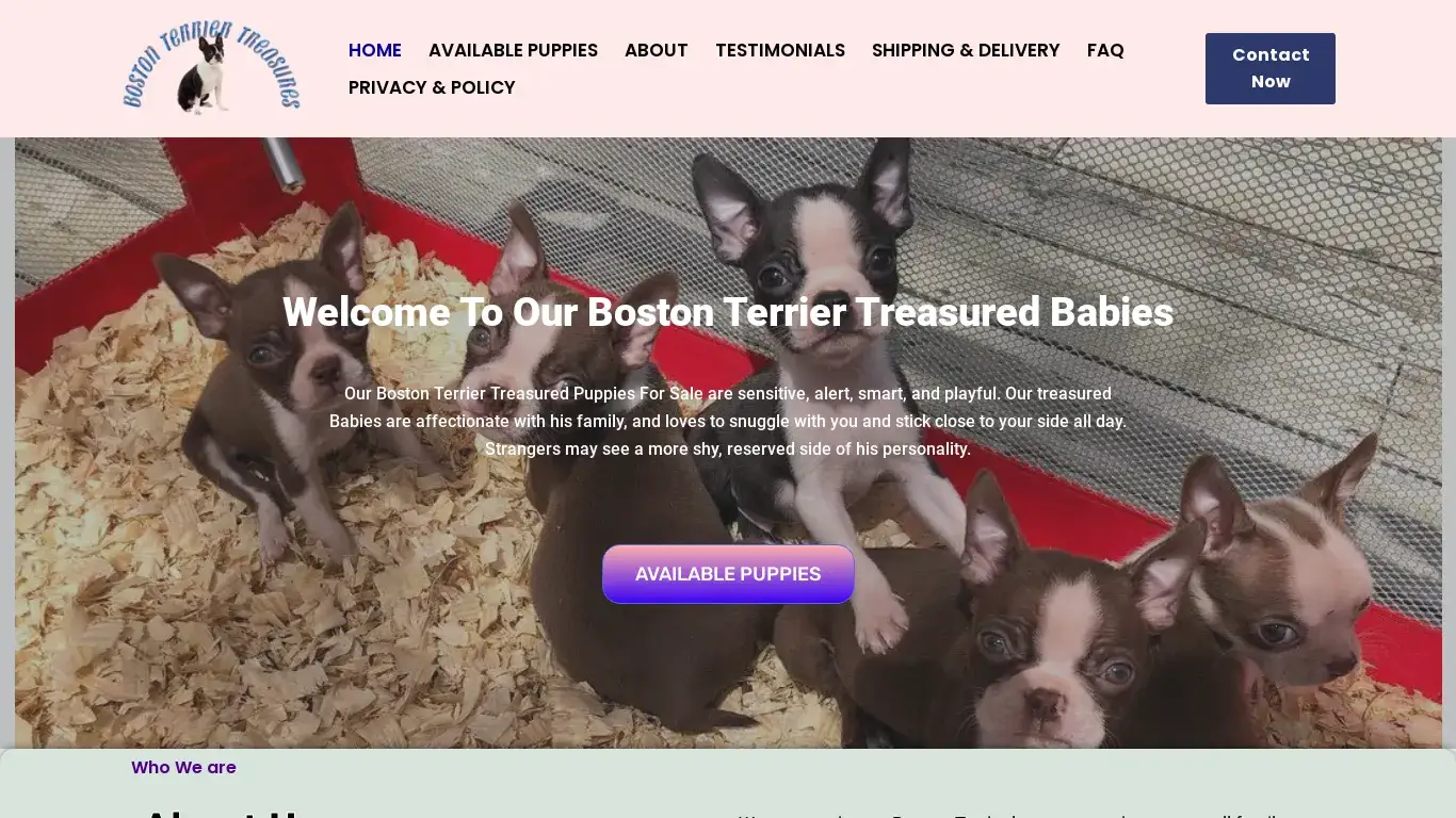 is Boston Terrier Treasures – Boston Terrier Puppies For Sale legit? screenshot