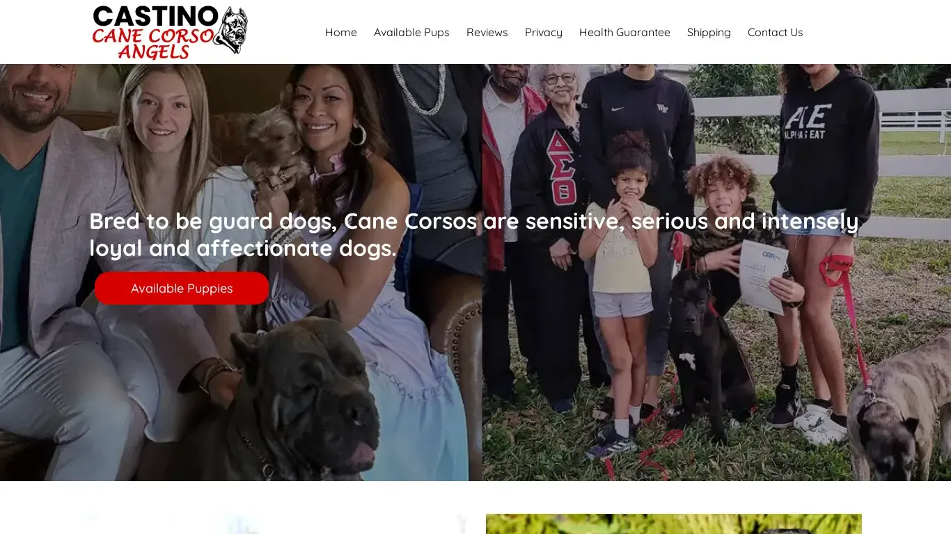 is Home - Castino Cane Corso Angels legit? screenshot