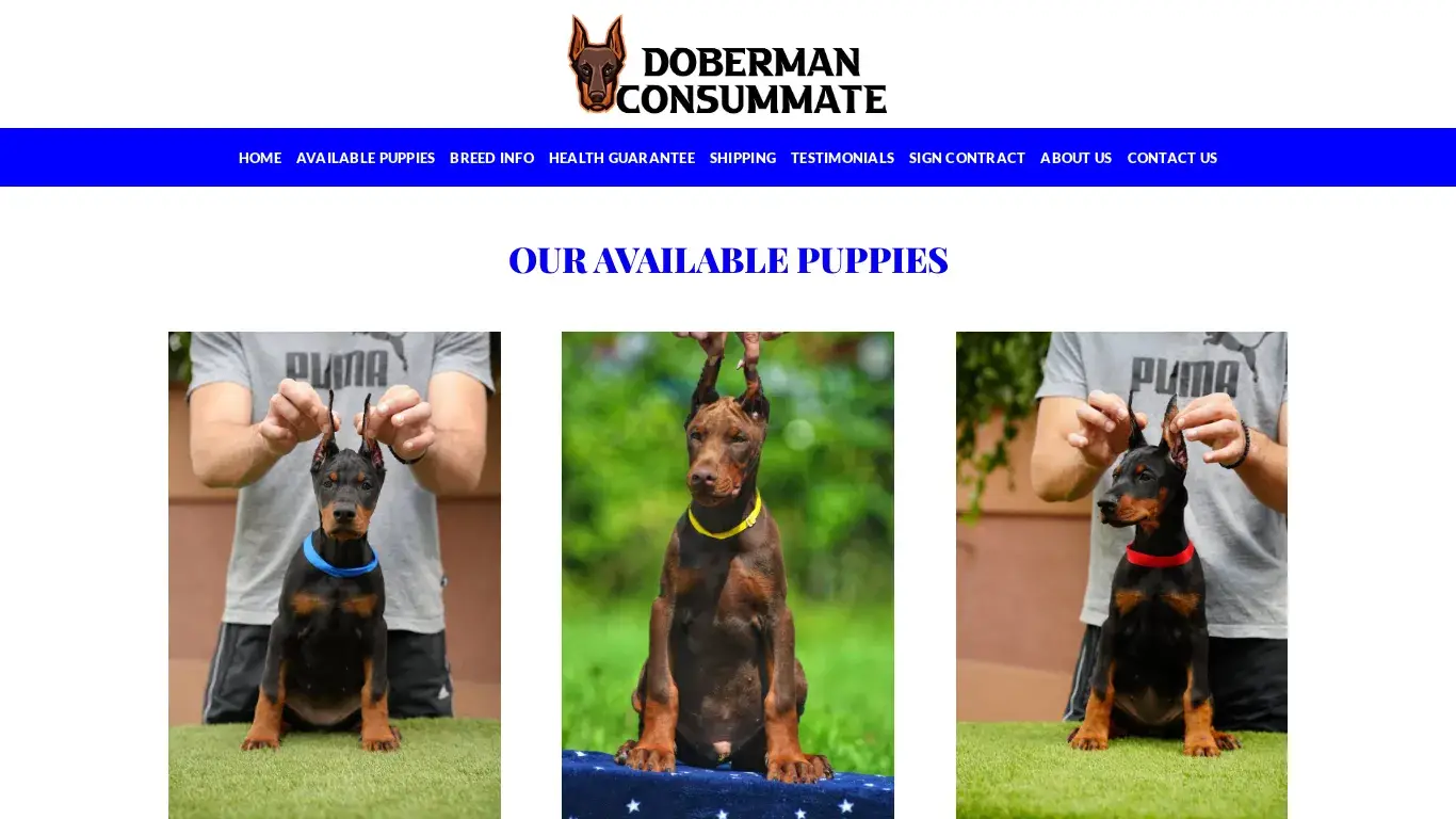 is Doberman Consummate – Cute Doberman Puppies For Sale legit? screenshot