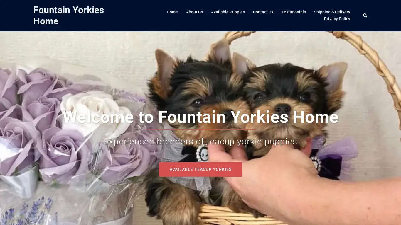 is Fountain Yorkies Home legit? screenshot