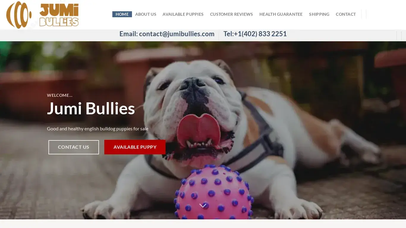is Jumi Bullies – best English bulldogs puppies online legit? screenshot