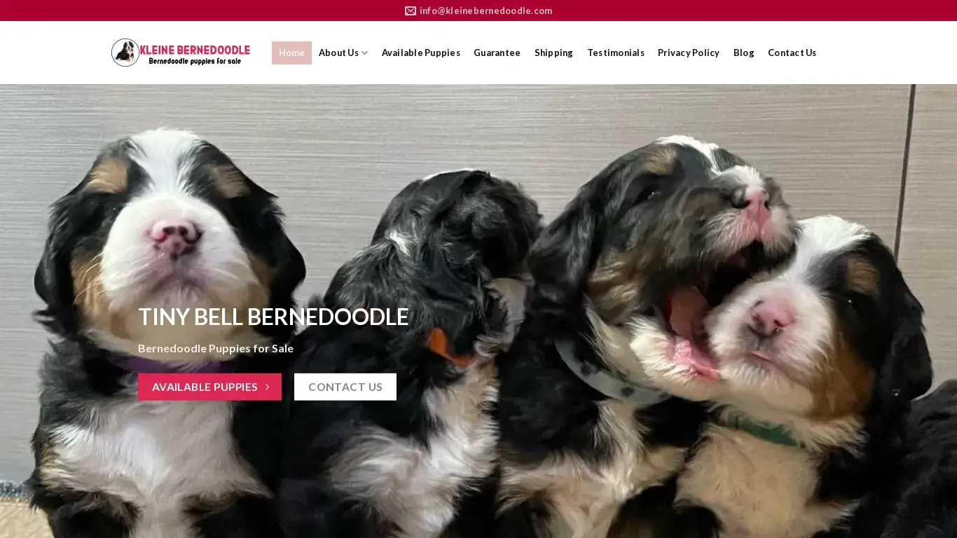 is Bernedoodle Puppy, Golden Retriever Puppies And French Bulldogs legit? screenshot