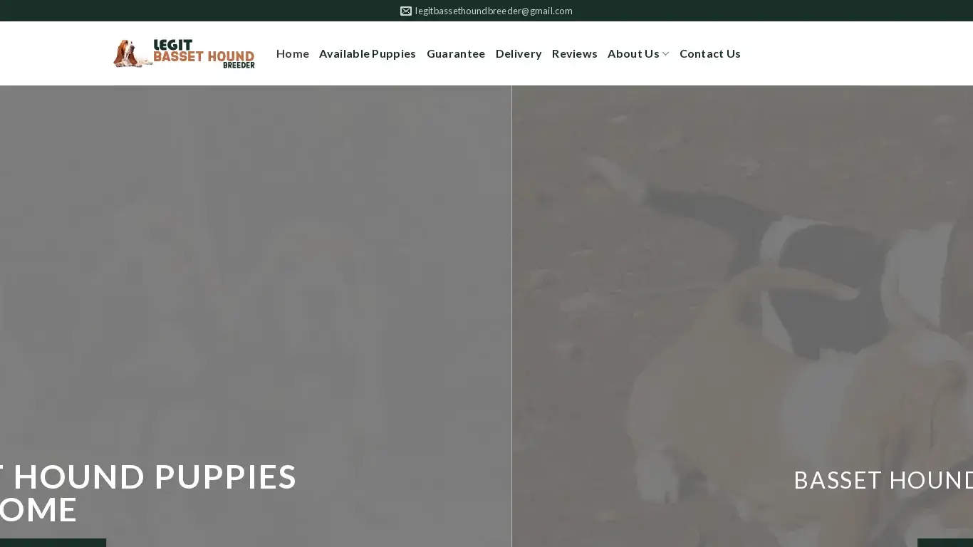 is Legit Basset Hound Breeder – Basset Hound puppies for sale legit? screenshot