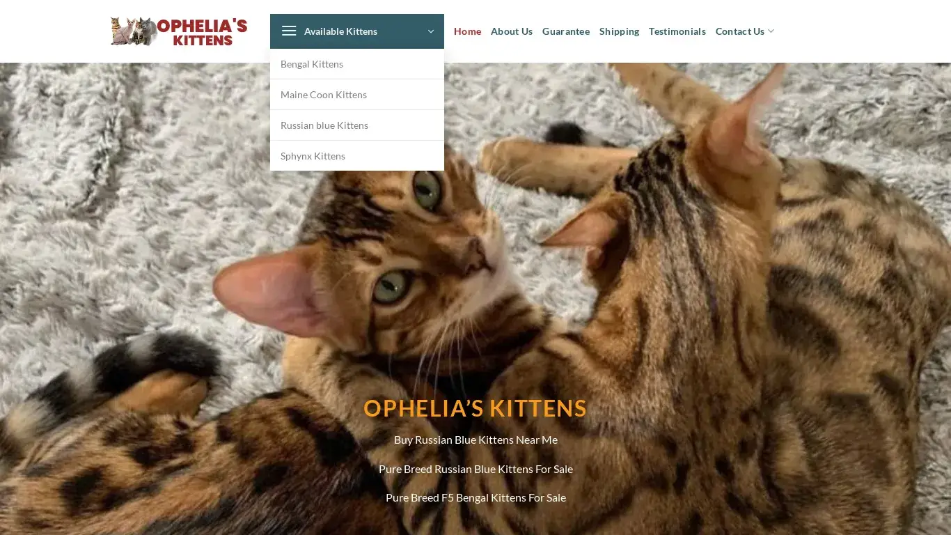is Ophelia's Kittens – Maine Coon and Sphynx, Bengal, Russian kittens for sale legit? screenshot