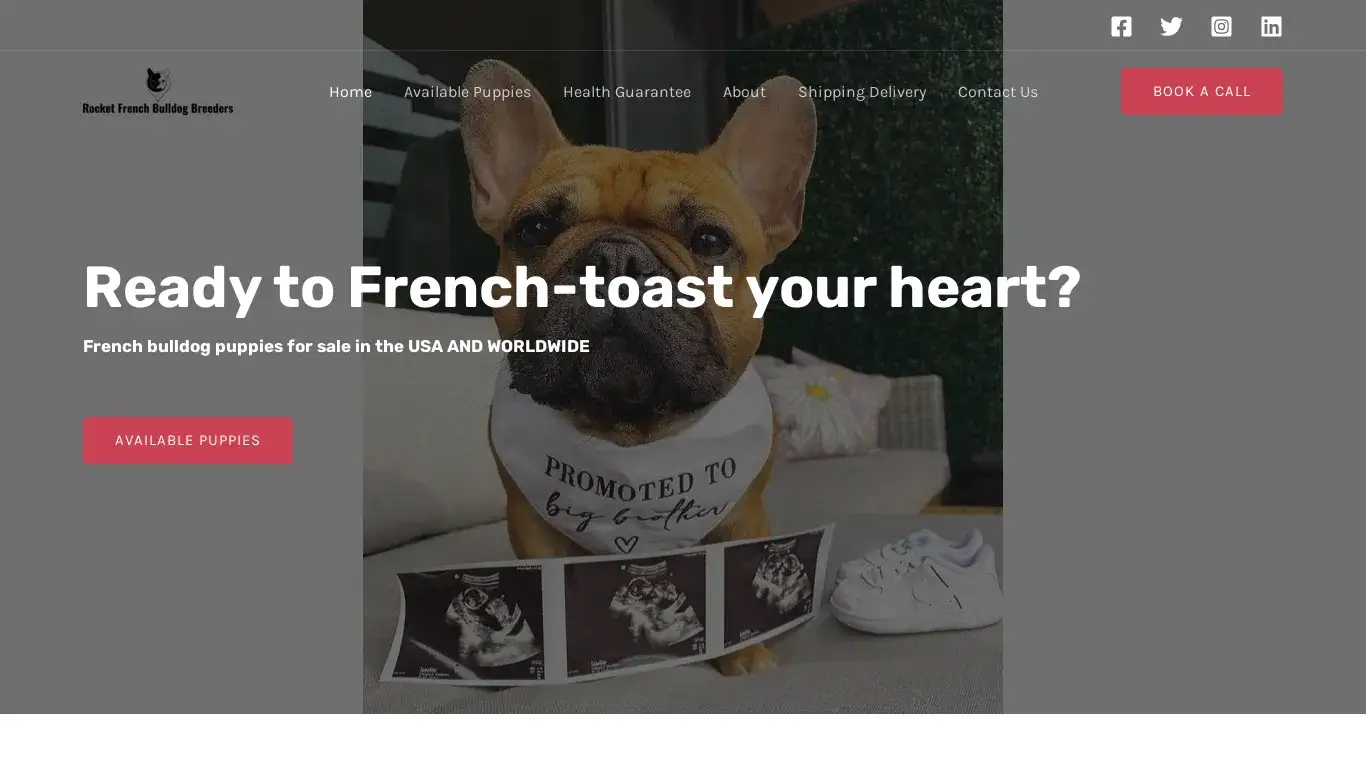 is Home - Rocket French Bulldog Breeders legit? screenshot