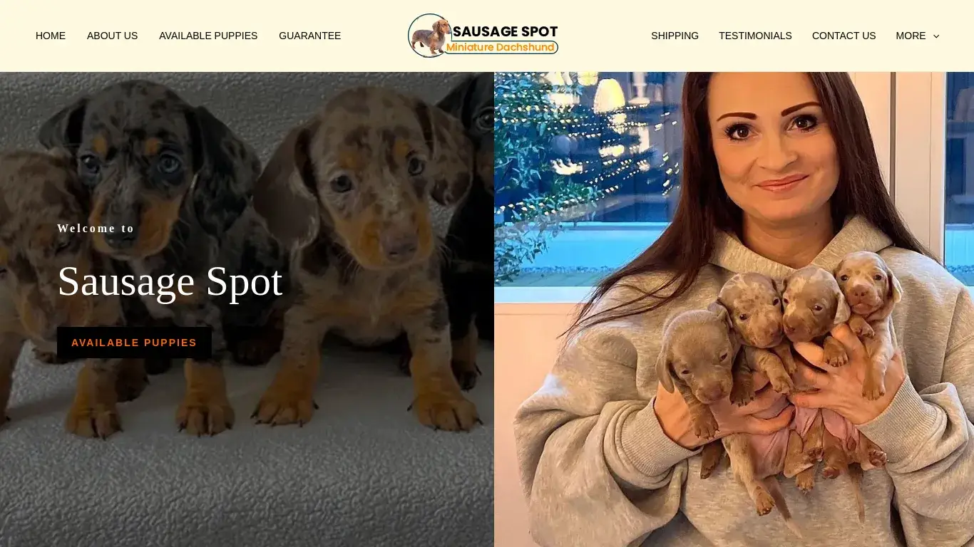 is Sausage Spot – Miniature Dachshund puppies for sale legit? screenshot