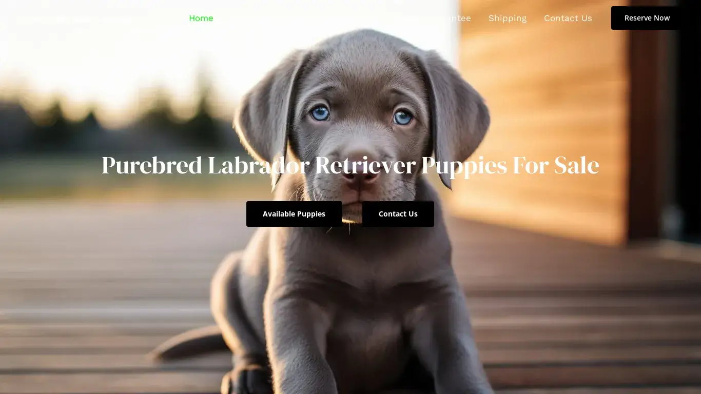 is Stone Labradors Home – Purebred Labrador Retriever Puppies For Sale legit? screenshot