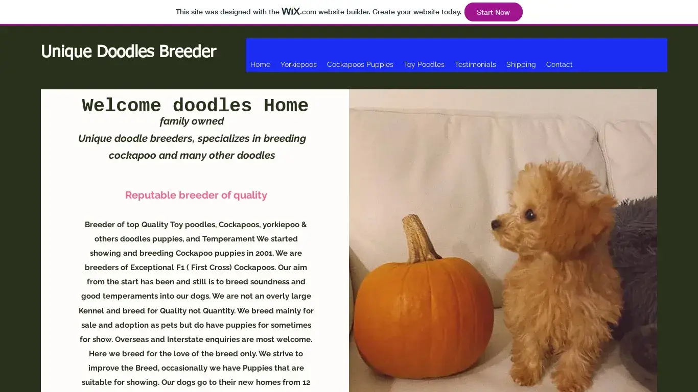 is Unique Cockapoo puppies | cockapoo puppies for sale legit? screenshot