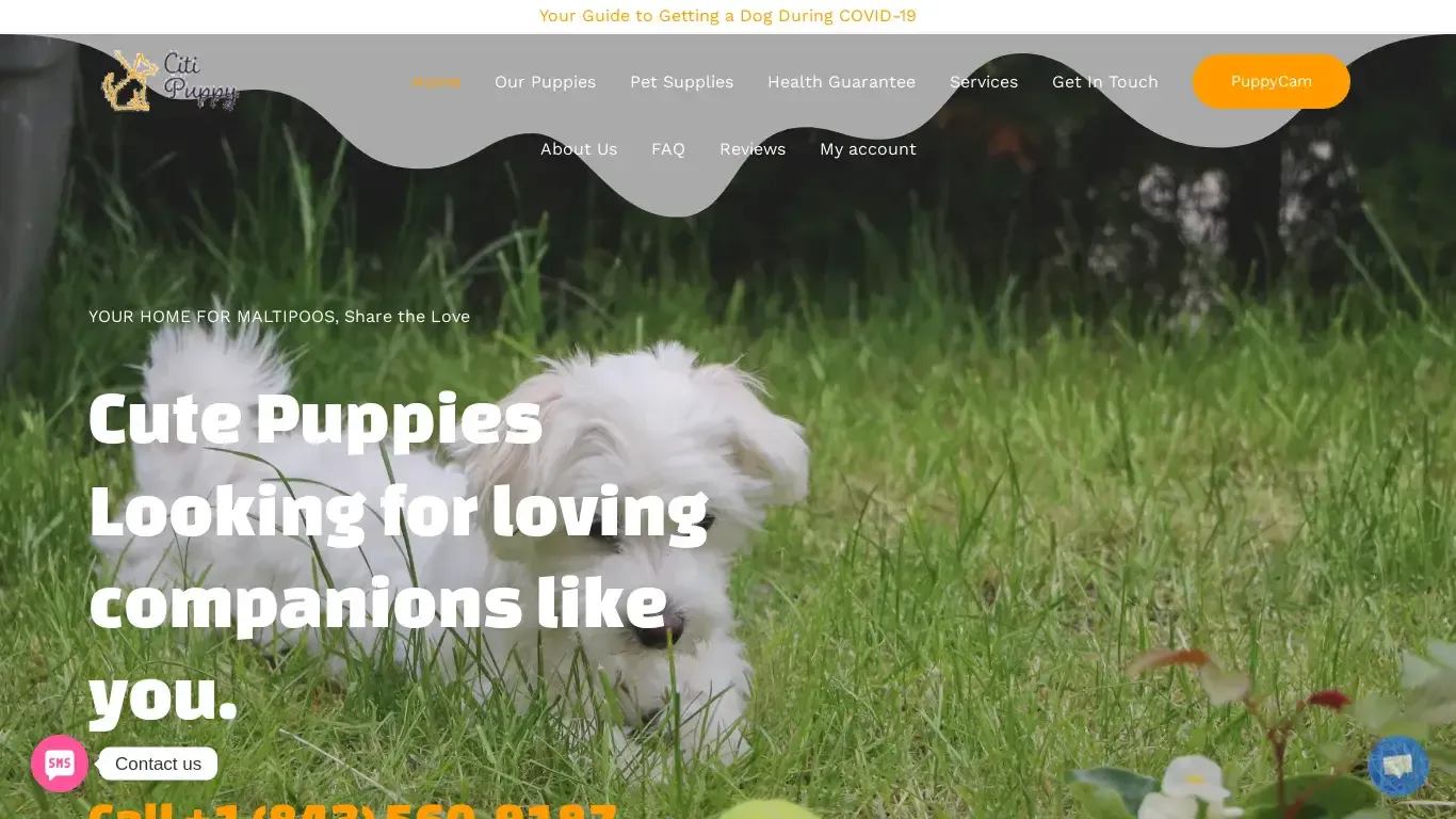 is Home - Citi Puppy - Maltipoo Adoption Service legit? screenshot