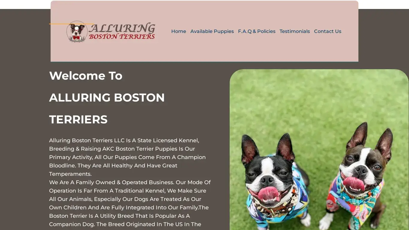 is Alluring Boston Terriers – Registered Boston Terrier Puppies legit? screenshot