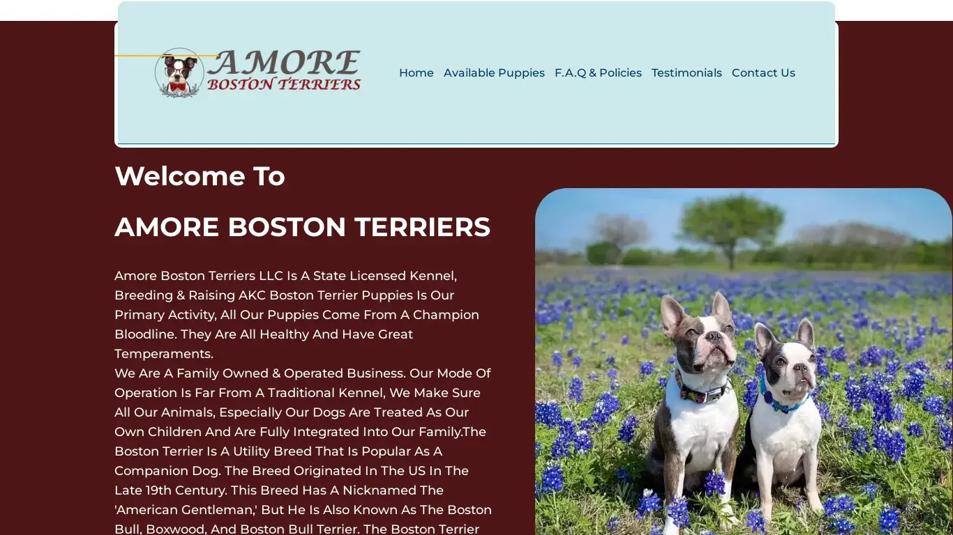 is Amore Boston Terriers – Registered Boston Terrier Puppies legit? screenshot