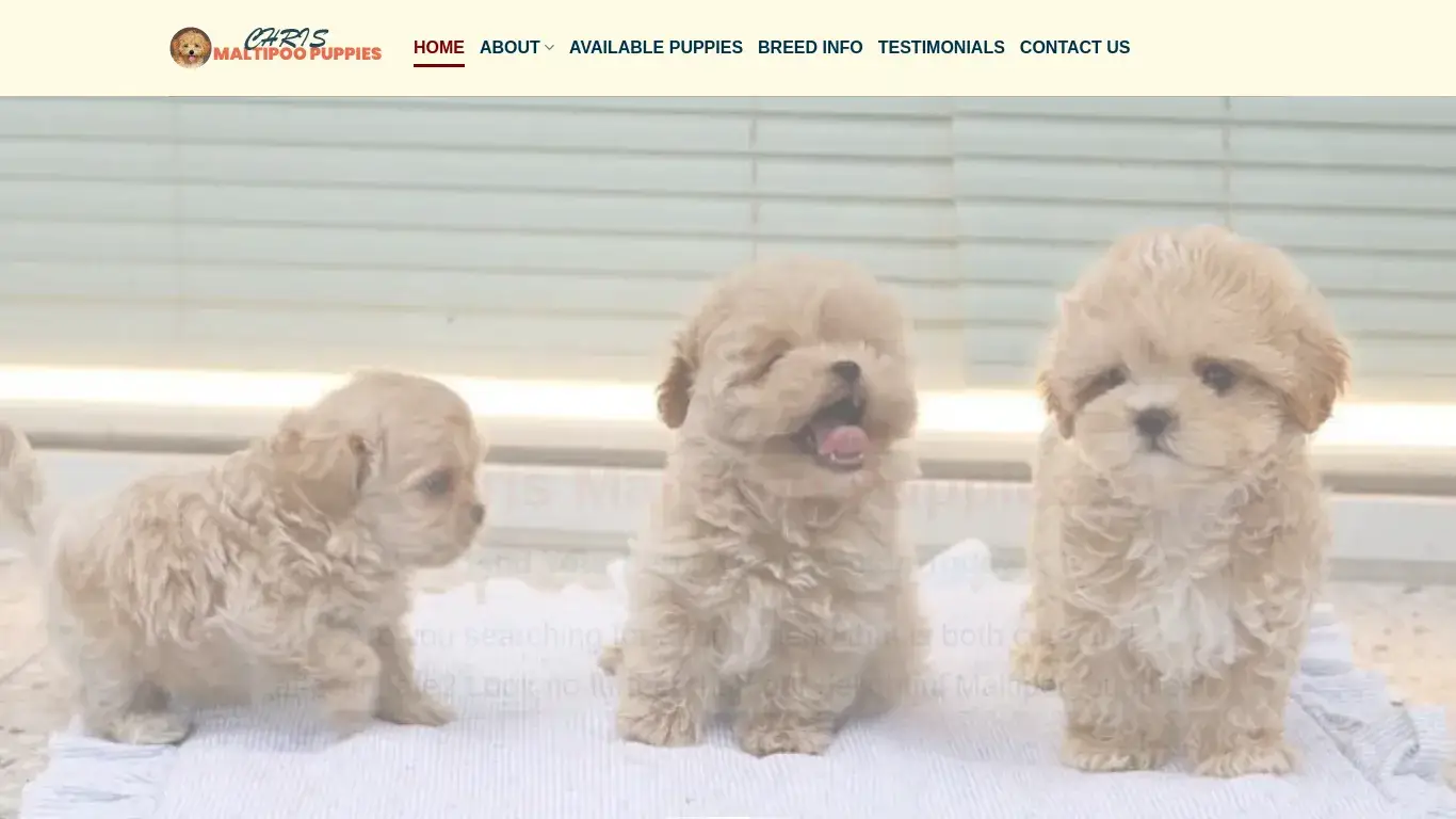 is Chris Maltipoo Puppies – Maltipoo puppies for sale legit? screenshot