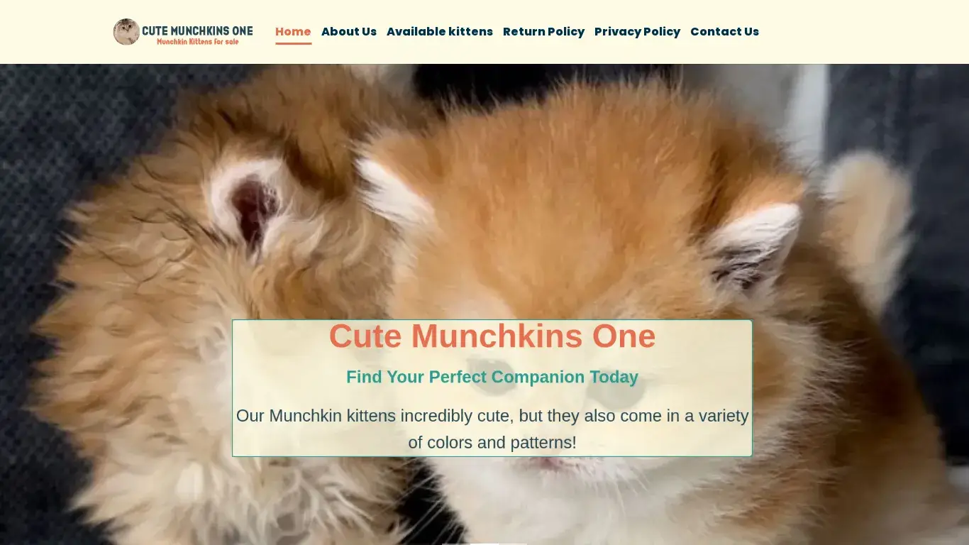 is Cute Munchkins One – Munchkin kittens for sale legit? screenshot