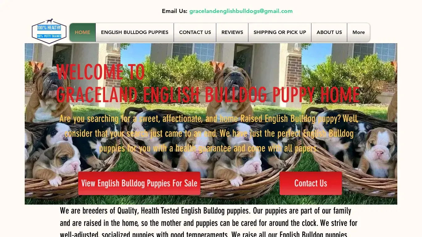 is HOME | English Bulldog Pups legit? screenshot