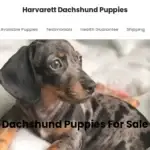 Is Harvarettdachshundpuppies.com legit?