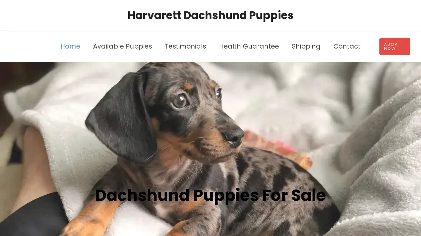 is Harvarett Dachshund Puppies – Dachshund Puppies For Sale legit? screenshot