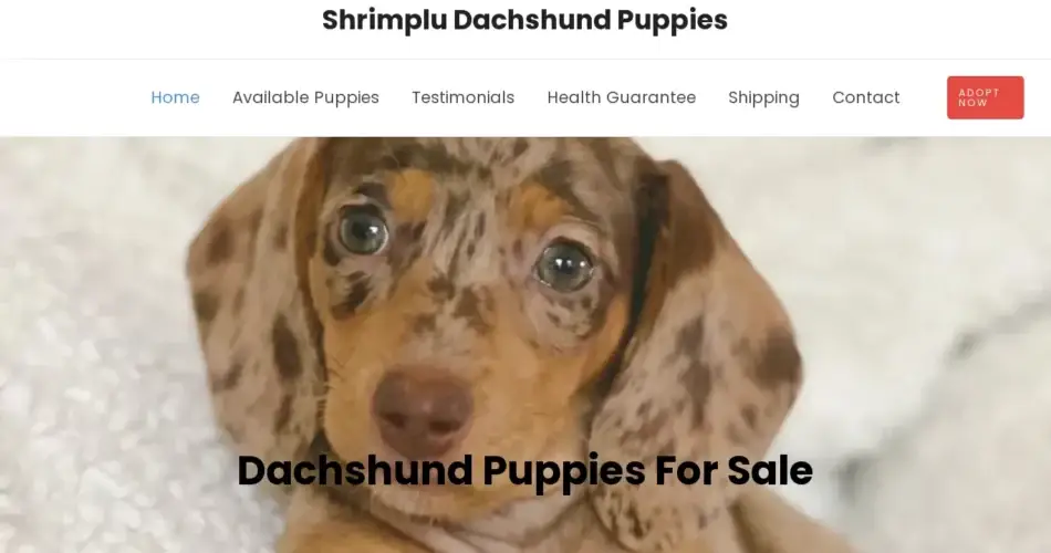 Is Shrimpludachshundpuppies.com legit?