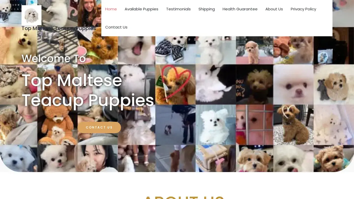 is Top Maltese Teacup Puppies – Top Maltese Teacup Puppies is the best place to buy teacup Maltese puppies for sale near me & Mini Maltese puppies for sale, We are the best Maltese breeders. legit? screenshot