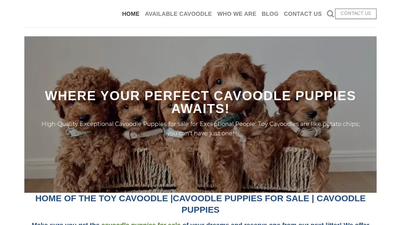 is Cavoodle Puppies For Sale |Toy Cavoodle Puppies legit? screenshot