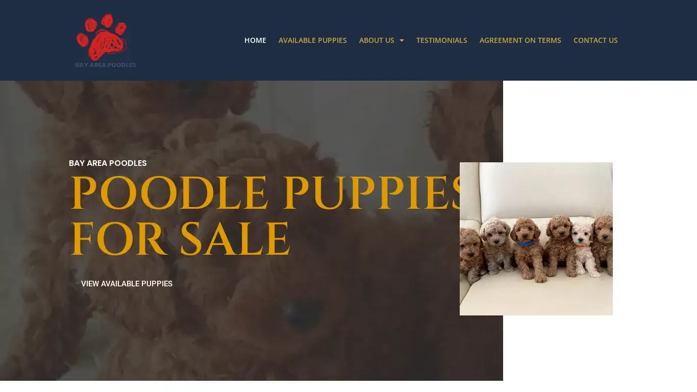 is Bay Area Poodles – Bay Area Poodle-Certfied Poodle Breeder legit? screenshot