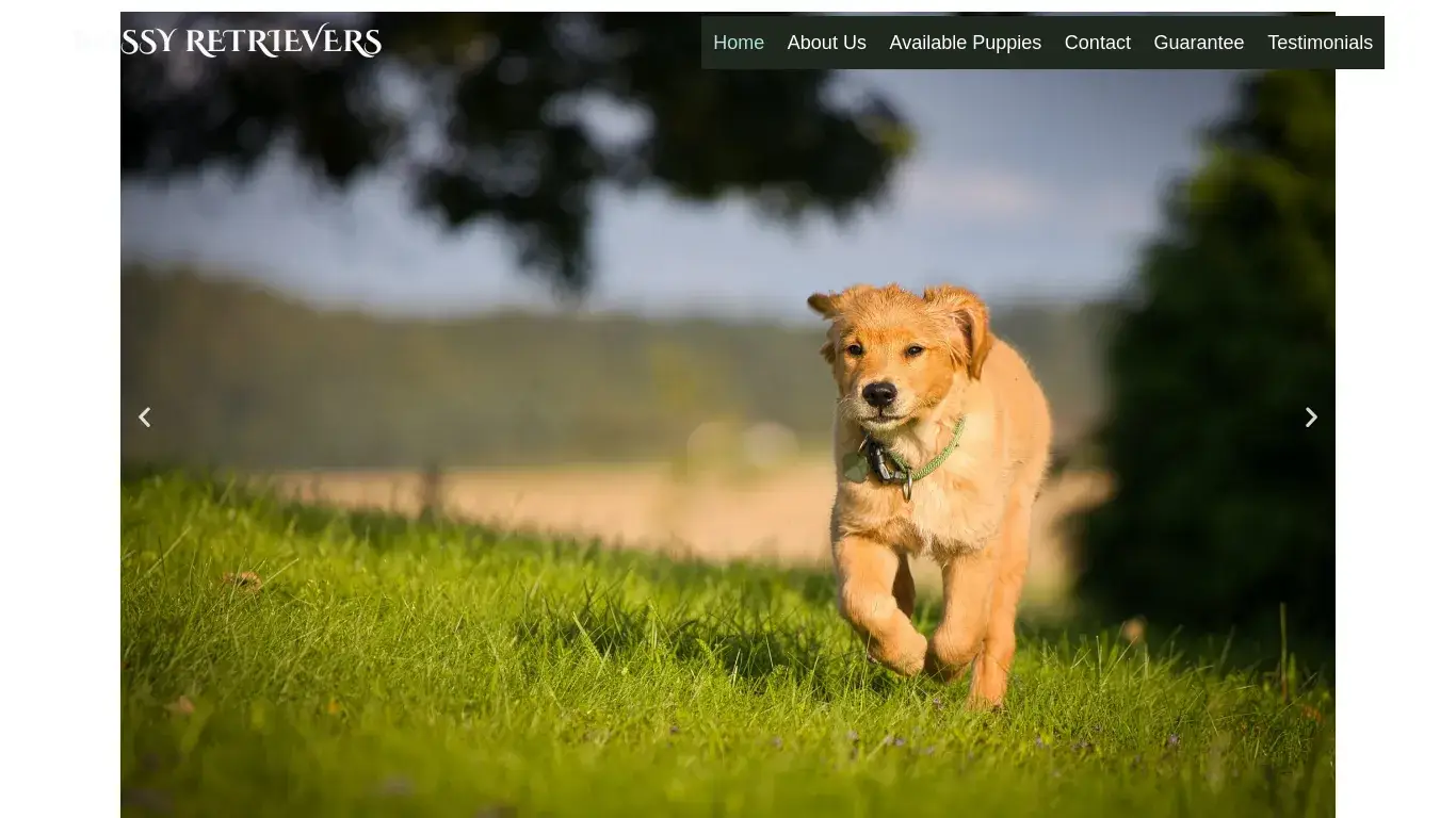 is BOSSY RETRIEVERS – retriever puppies for sale legit? screenshot