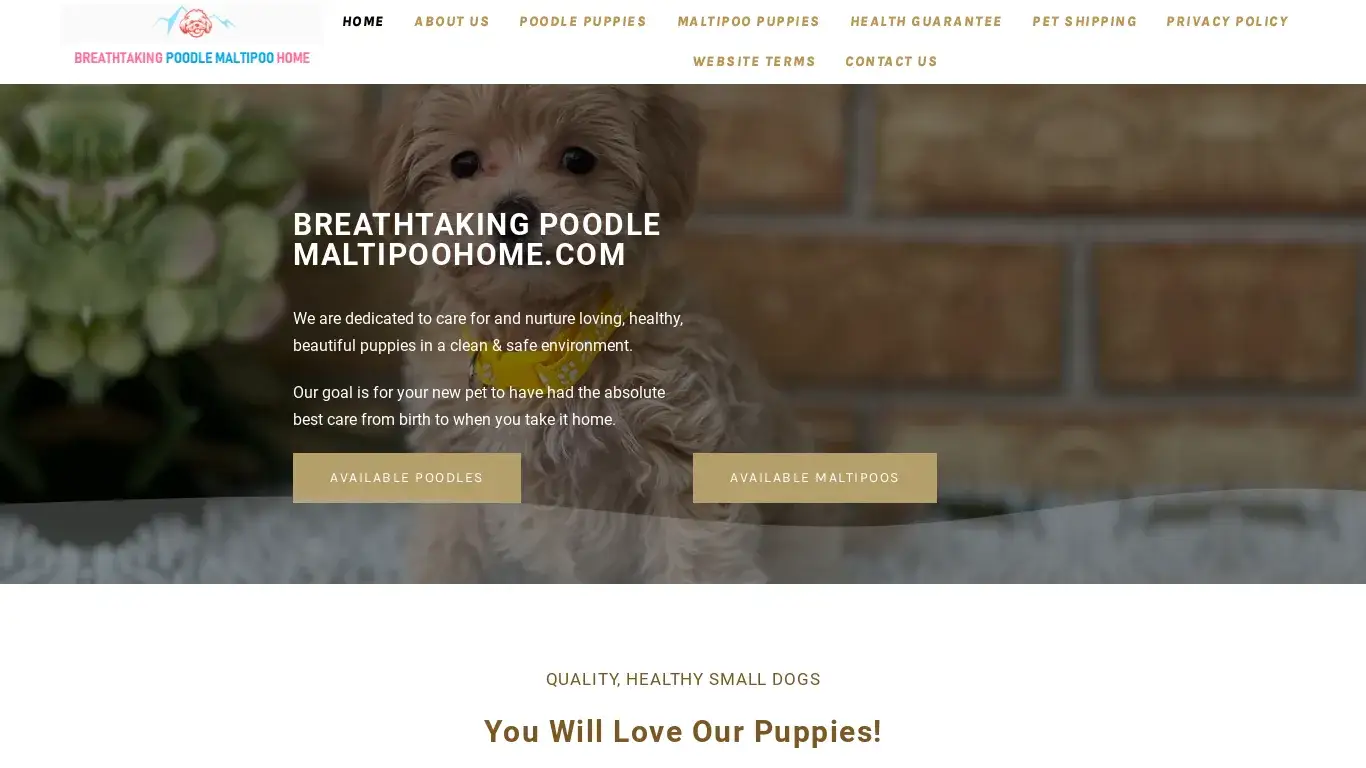 is Maltipoo puppies for adoption Poodle puppies for sale - BREATHTAKING POODLE MALTIPOO HOME legit? screenshot