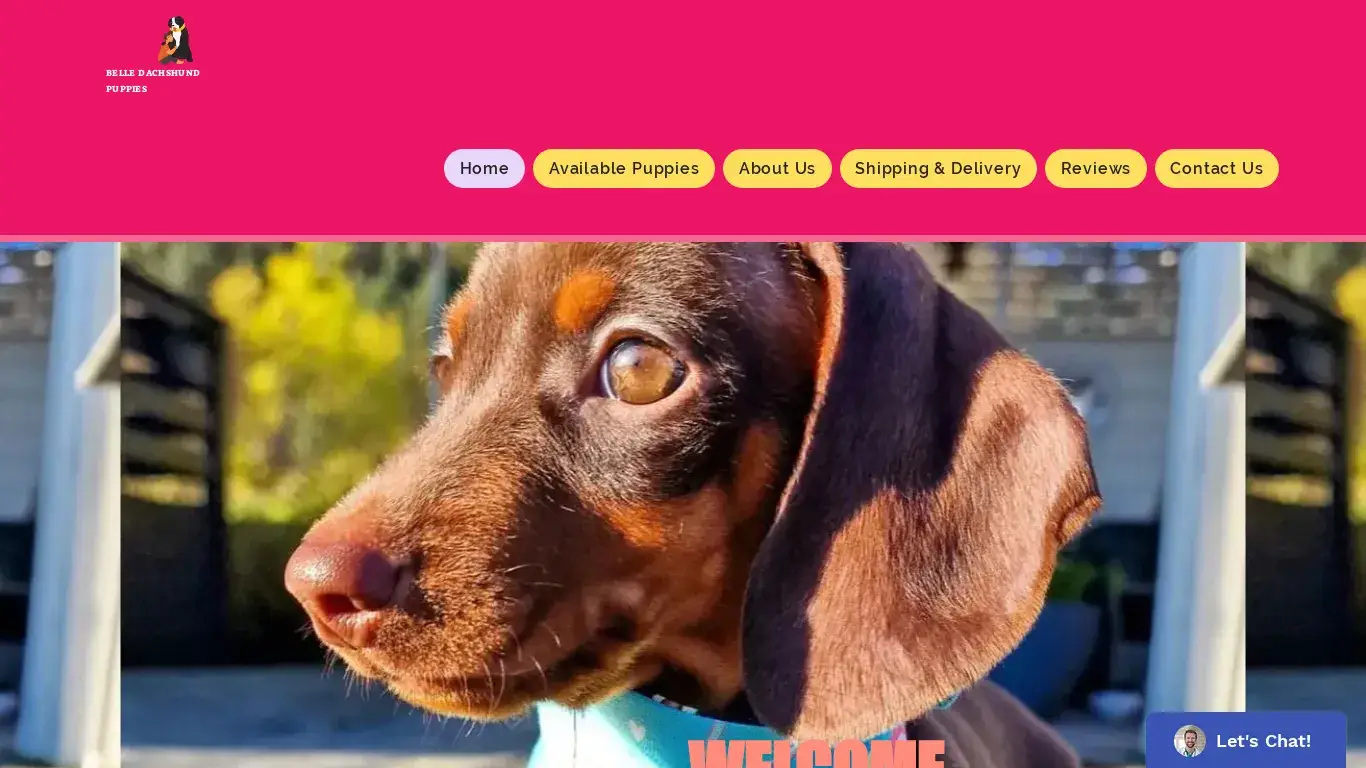 is Home | Dachshund Puppies For Sale legit? screenshot