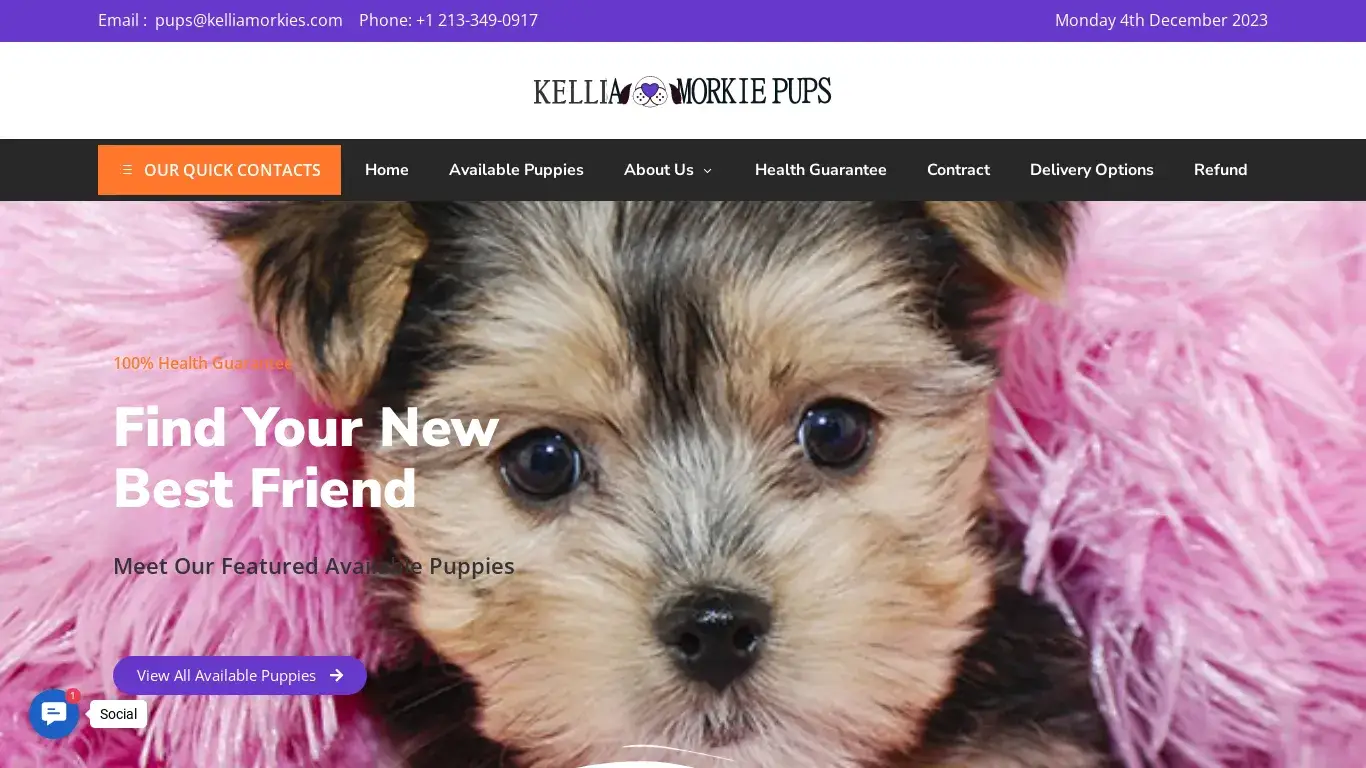 is Buy Morkie Puppies Online - Kellia Morkies Puppies For Sales legit? screenshot