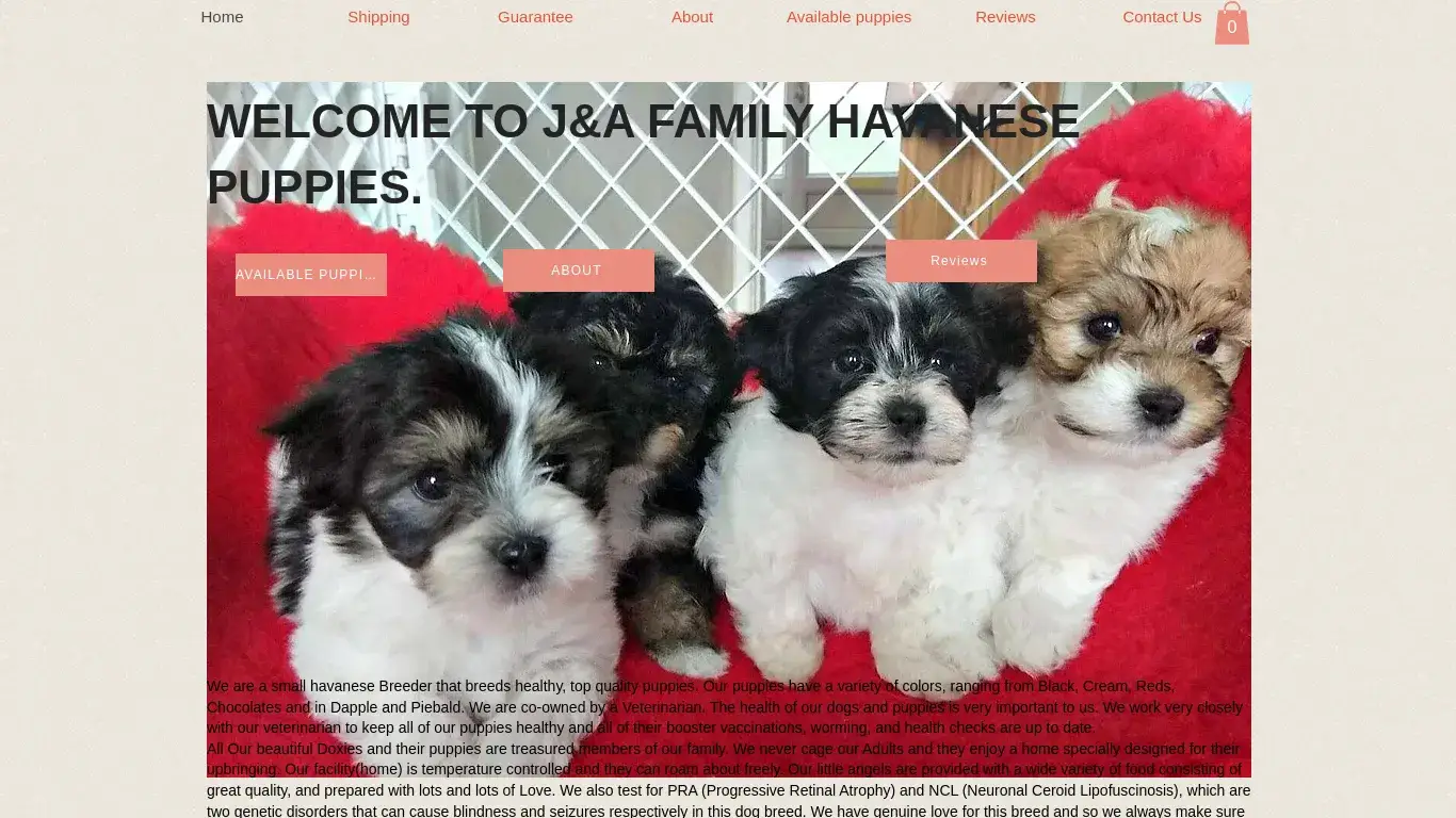 is Home | Havanese Puppies legit? screenshot