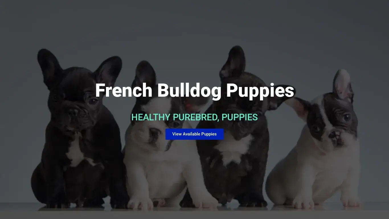 is Frenchieparadise – French bulldogs rescue and rehoming legit? screenshot