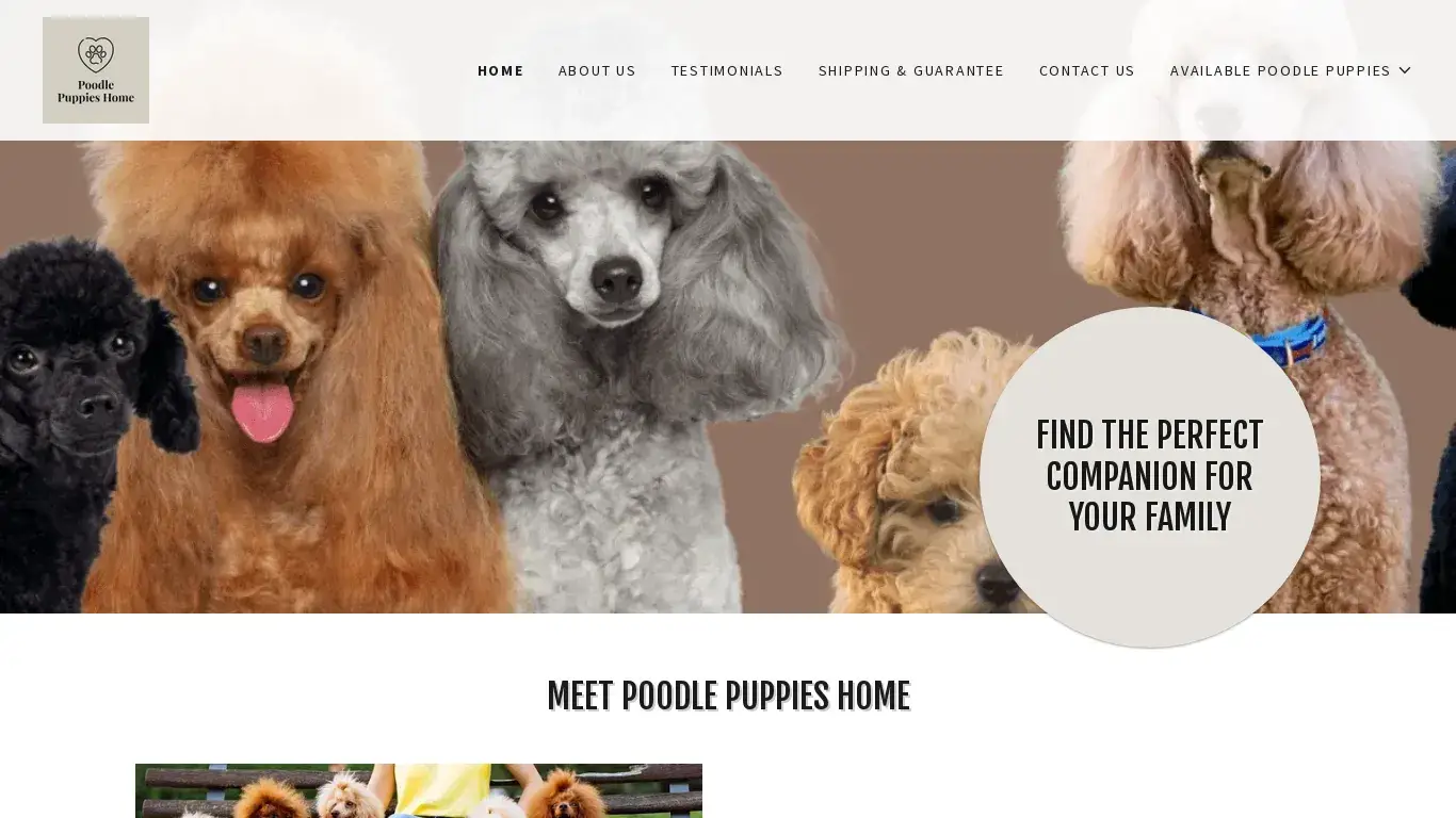is Poodle Puppies Home legit? screenshot