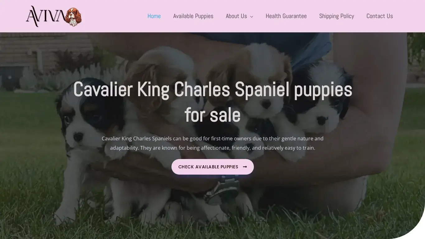 is Aviva King Charles Spaniel Home – Stunning fully AKC registered Cavalier King Charles pups ready for new family homes. These are gorgeous pups, well used to children, hens and cats!! Waiting to hear from you. legit? screenshot