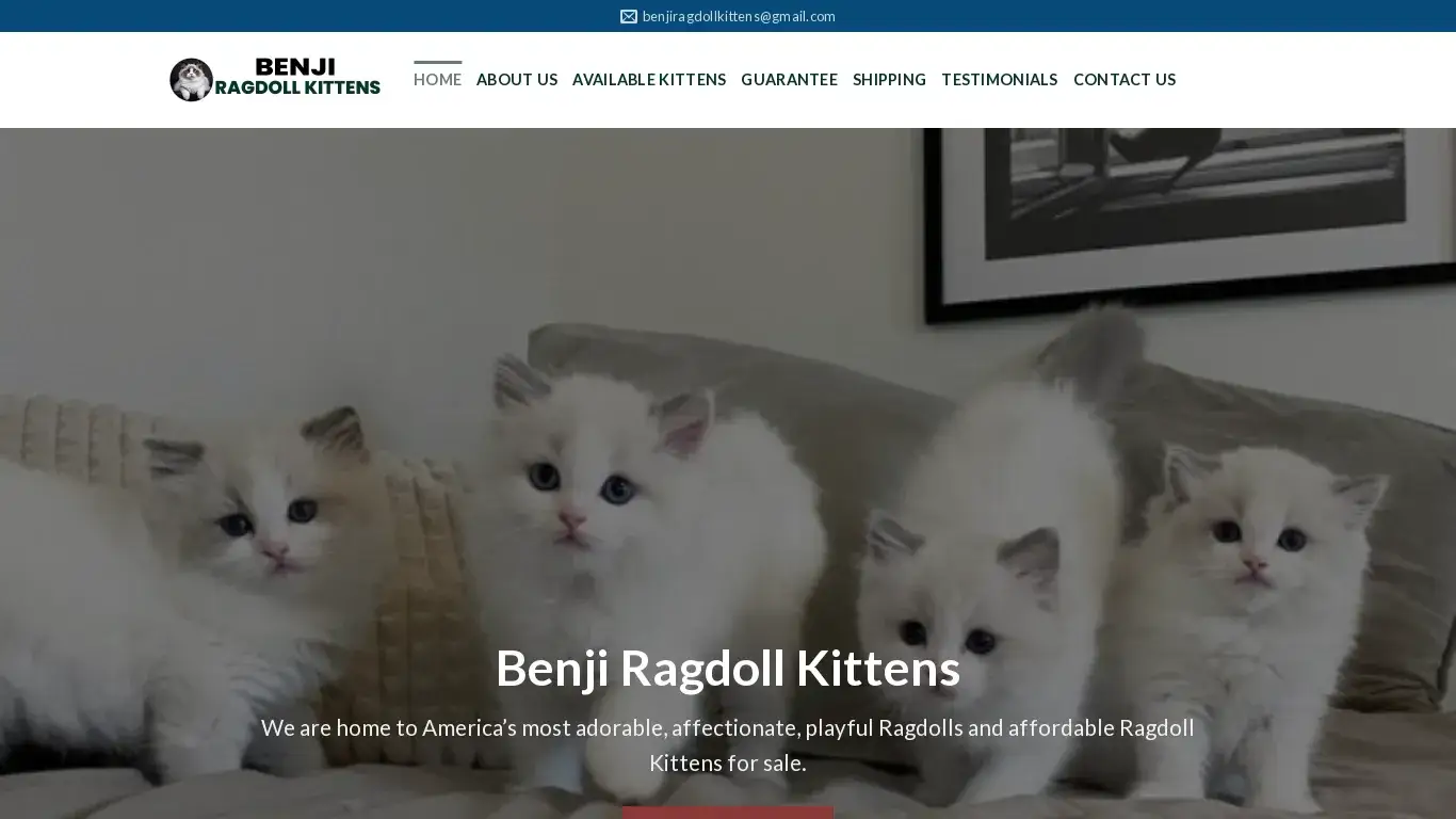 is Benji Ragdoll Kittens – Ragdoll Kittens for sale legit? screenshot