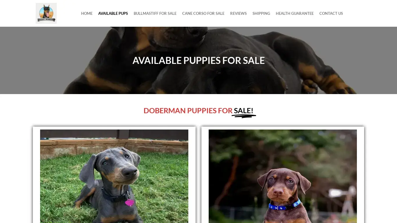 is Available Pups - DOBERMAN PINSCHERS PUPPIES HOME legit? screenshot