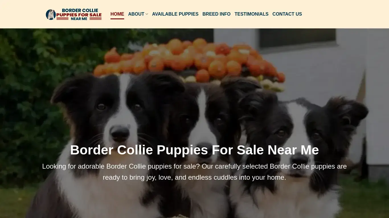 is Border Collie Puppies For Sale Near Me – Border Collie Puppies For Sale legit? screenshot