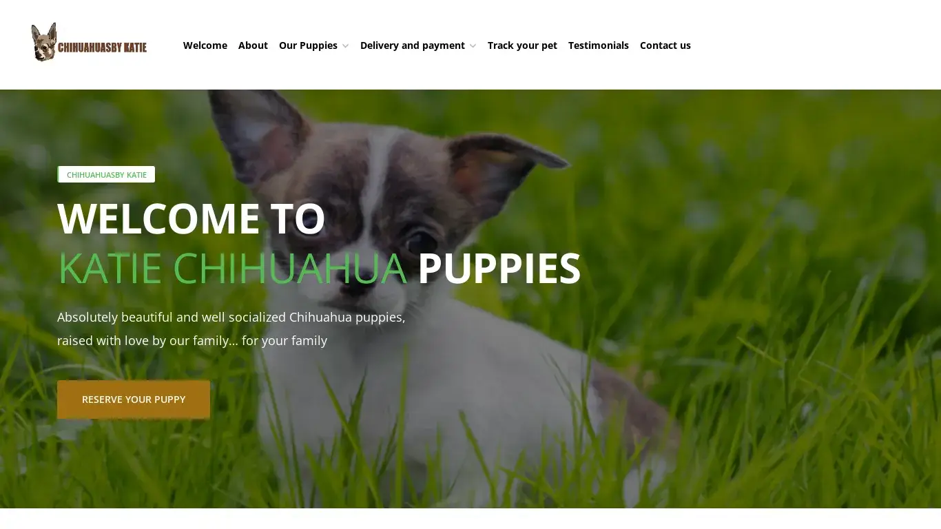 is Chihuahua Puppies For Sale – AKC Chihuahuasby Katie – Find Chihuahua Puppies and Breeders in your area and helpful Chihuahua information. All Chihuahua found here are from AKC-Registered parents. legit? screenshot