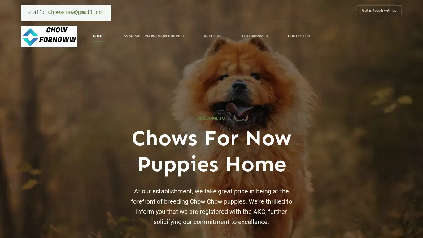 is Chows For Now Puppies Home – Adorable Chow Chow Puppies for sale legit? screenshot