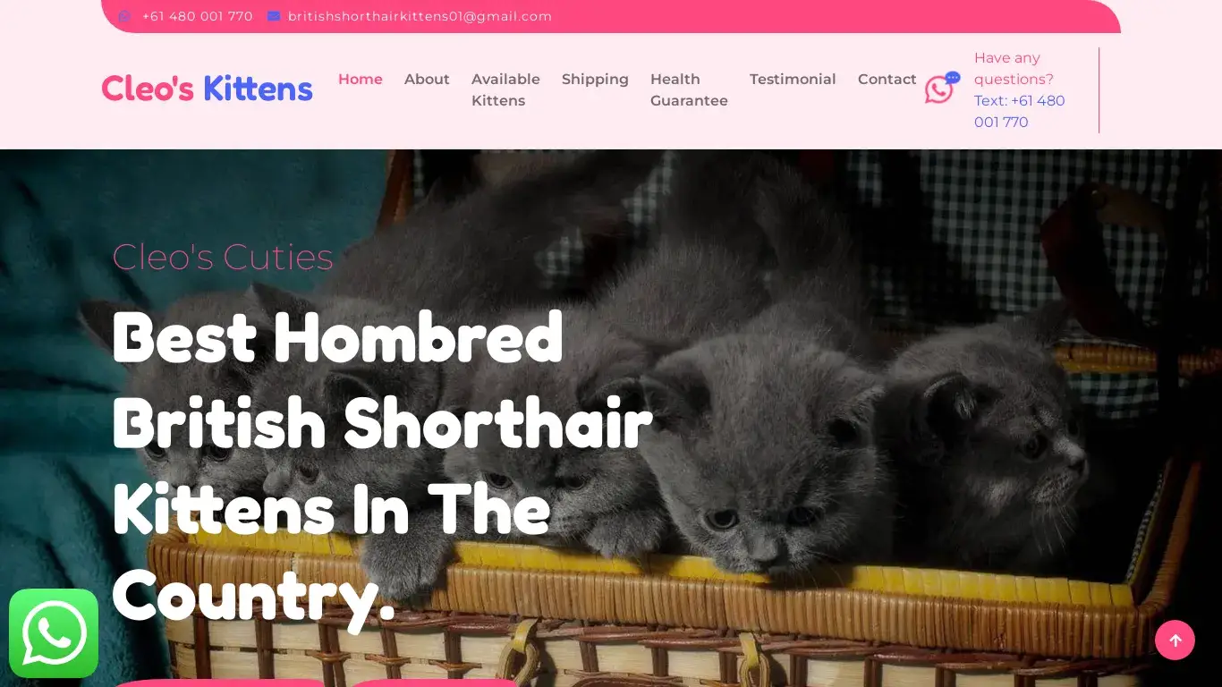 is Cleo's Cuties - Homebred British Shorthair Kittens For Sale legit? screenshot
