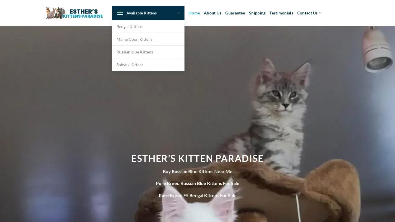 is Esther’s Kitten Paradise – Maine Coon and Sphynx, Bengal, Russian kittens for sale legit? screenshot