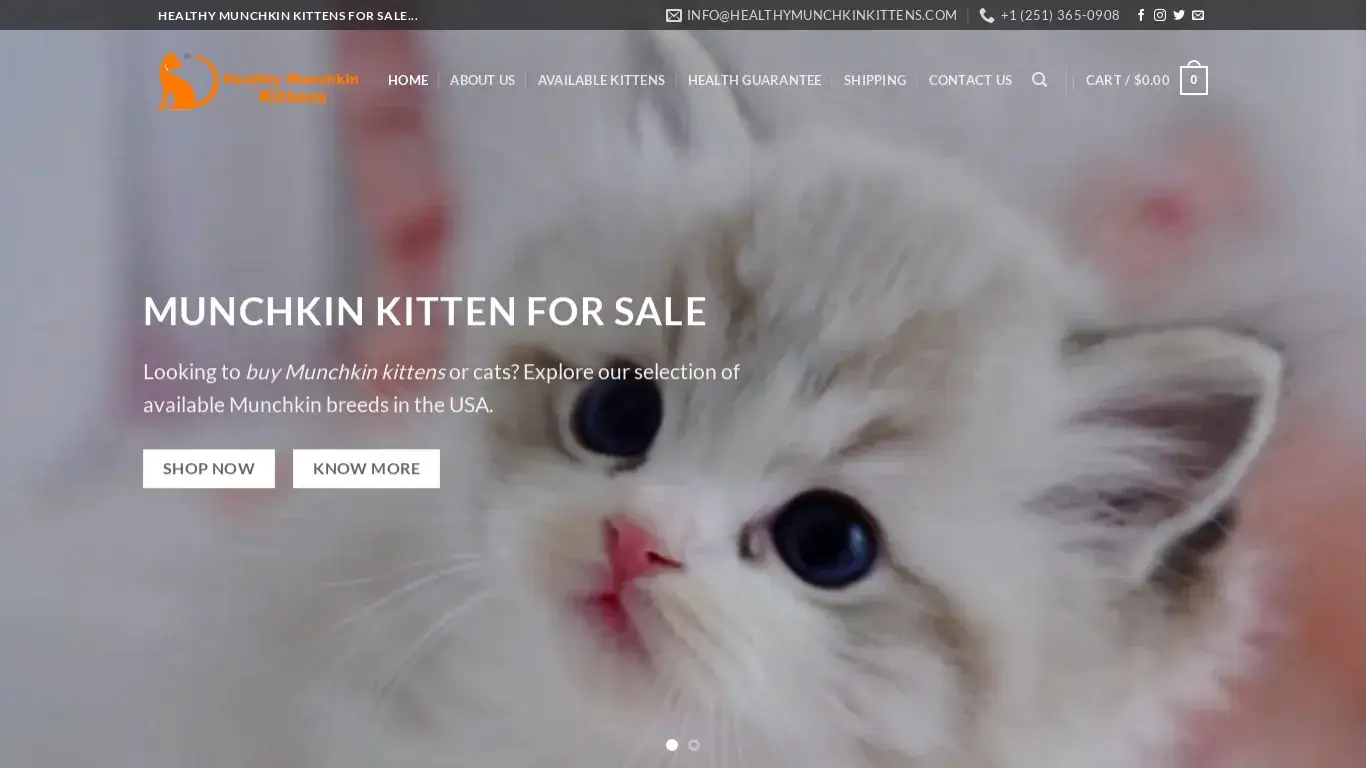 is Home - Munchkin Kittens for Sale legit? screenshot
