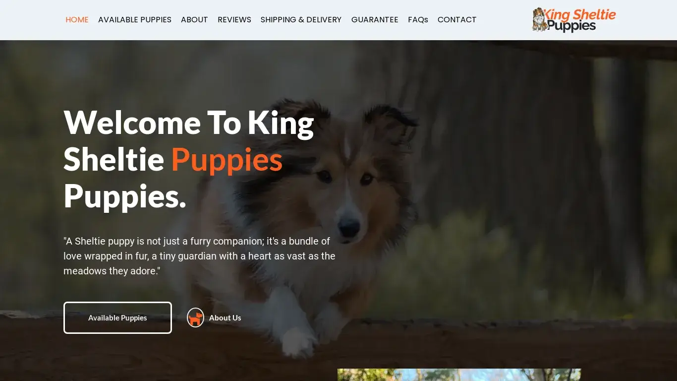 is King Sheltie Puppies – Bernese Royalty Puppies legit? screenshot