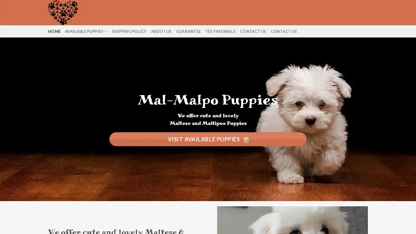 is Maltese Puppies For Sale - maltese puppies legit? screenshot