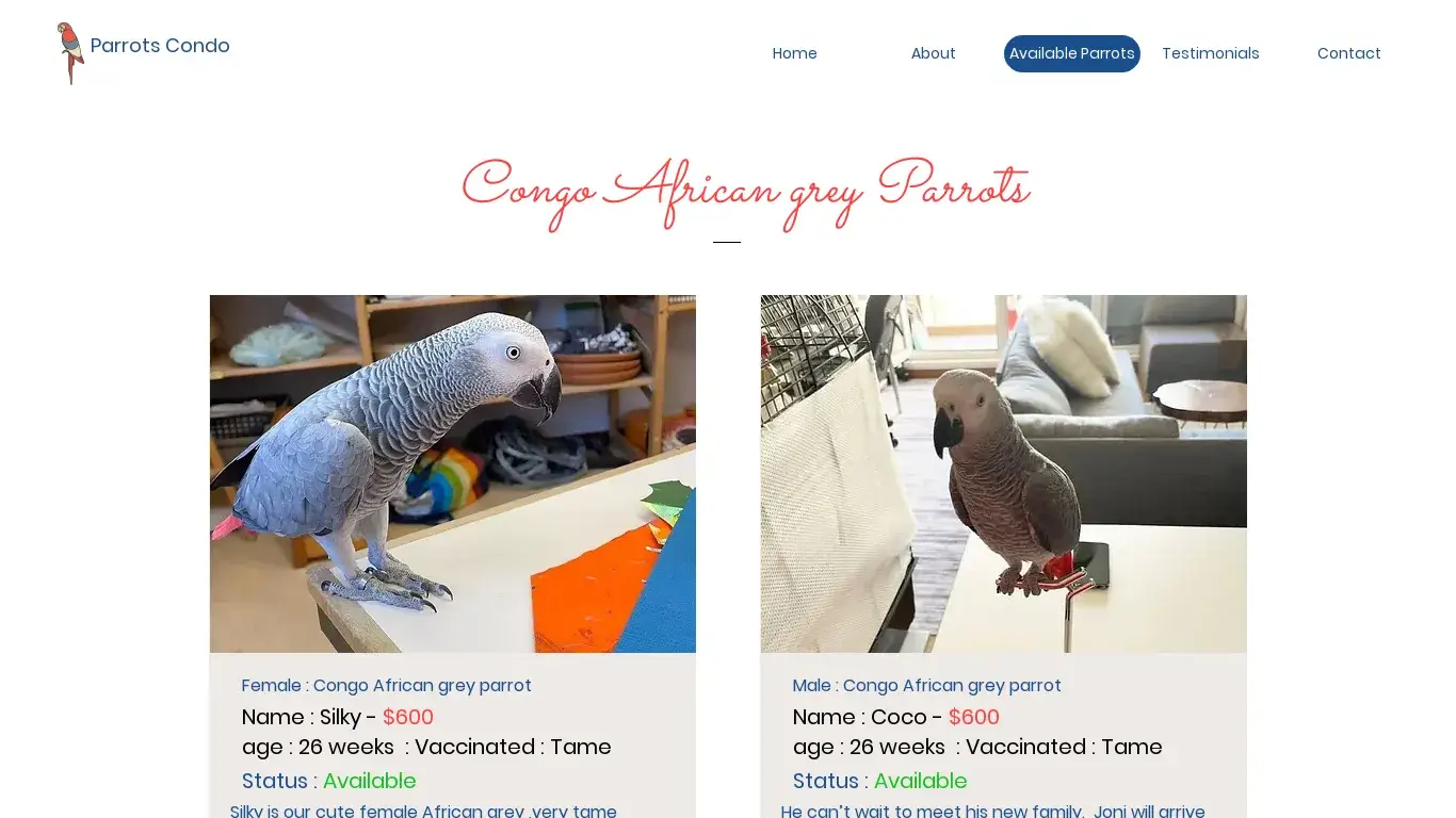 is Parrots Condo | African grey parrots for sale legit? screenshot