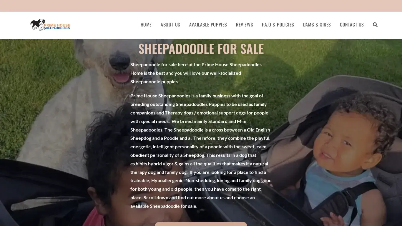 is Sheepadoodle for sale | Standard & Mini Sheepadoodles for sale legit? screenshot