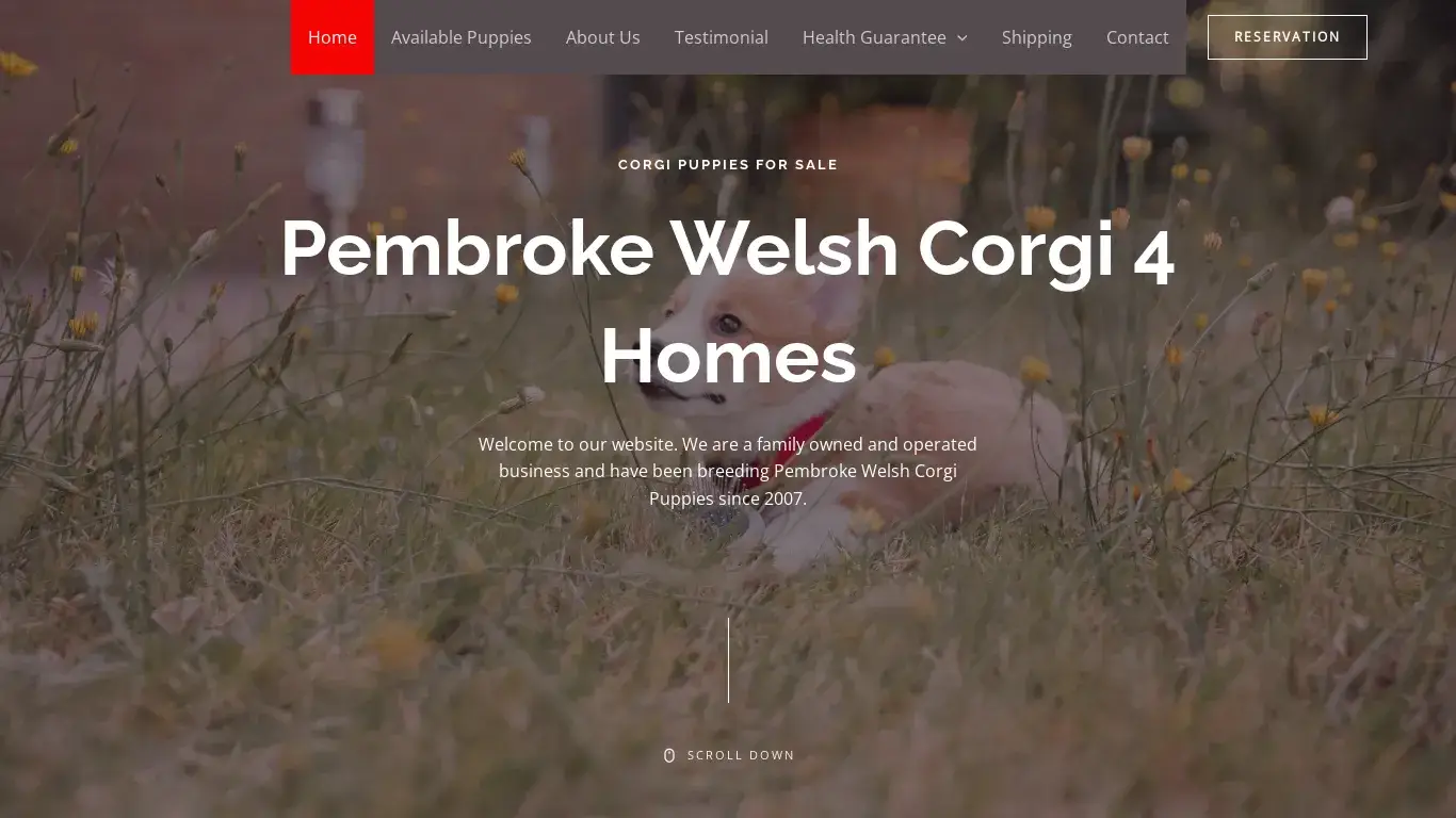 is Corgi Puppies For Sale – Pembroke Welsh corgi legit? screenshot