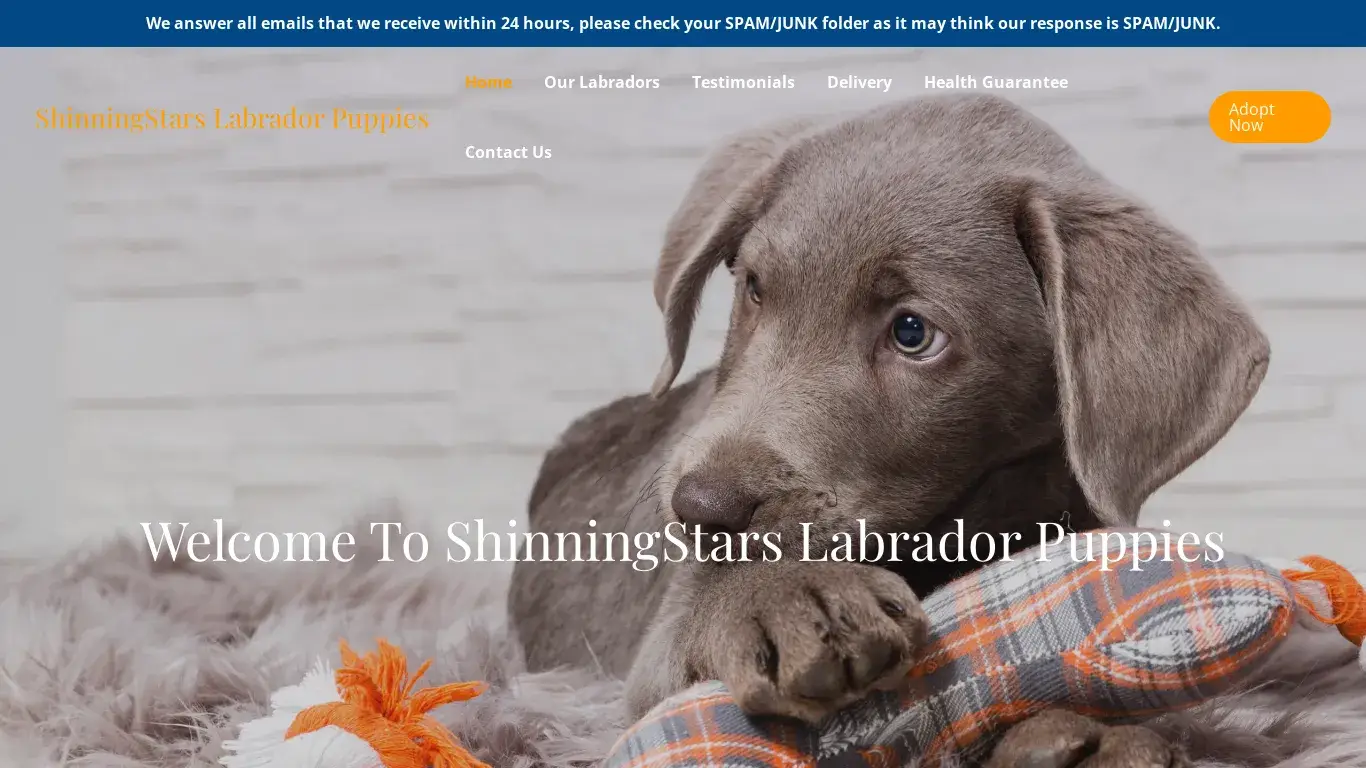 is ShinningStars Labrador Puppies – Purebred Labradors For Sale legit? screenshot