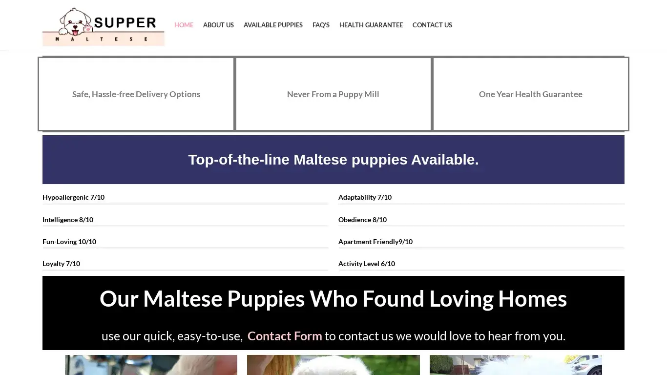 is Supper Maltese Puppies – Supper Maltese Puppies legit? screenshot